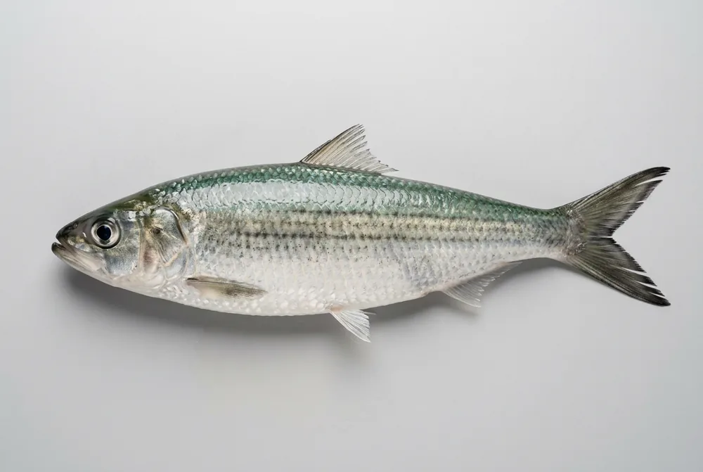 Aringa australiana