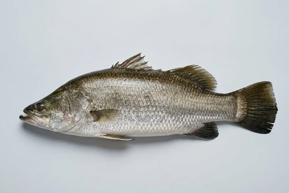 Barramundi