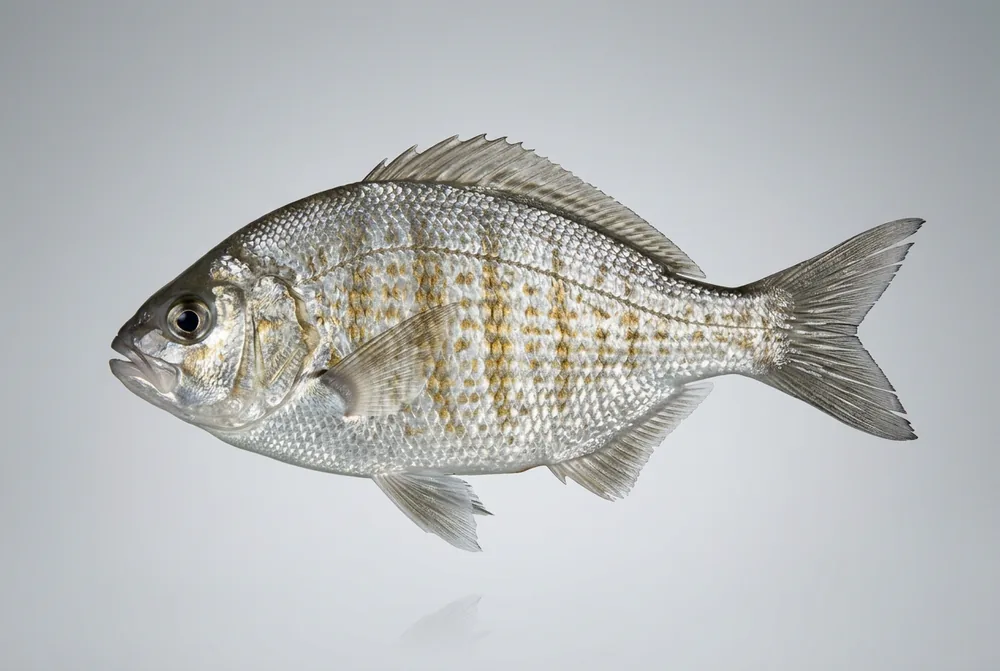 Surfperch striato