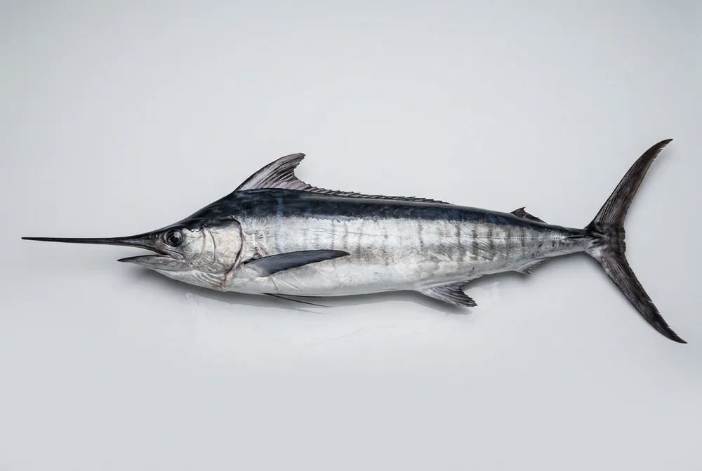 Marlin nero