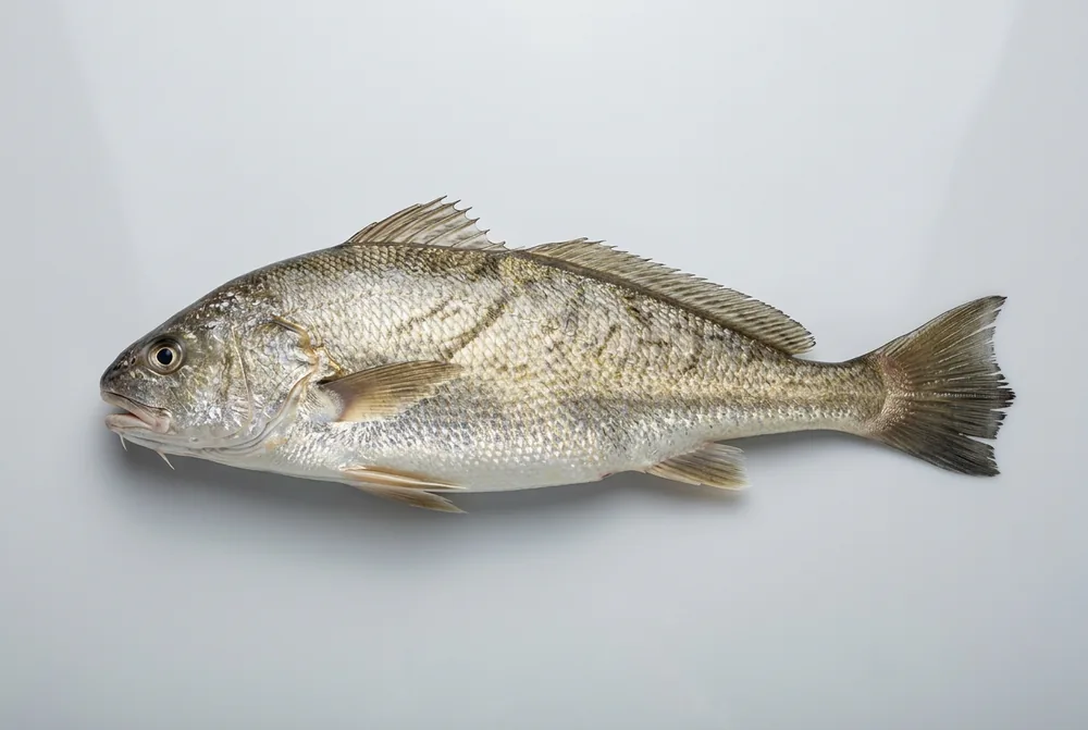 Corvina del Sud