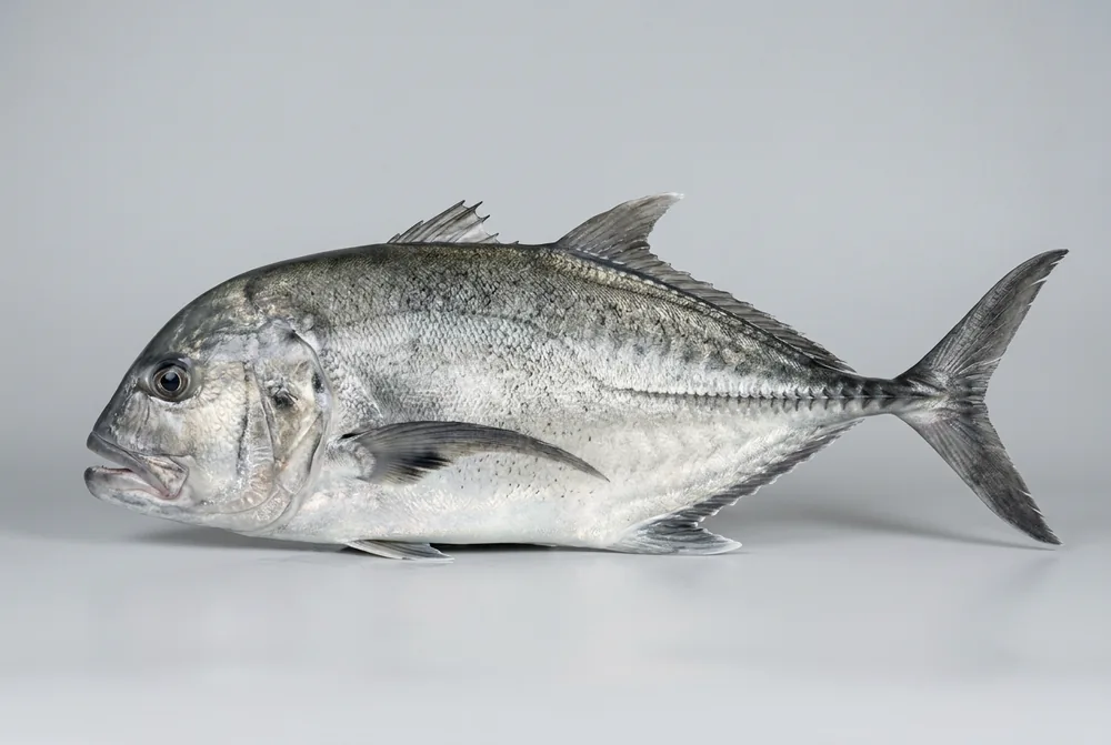 Carangide gigante