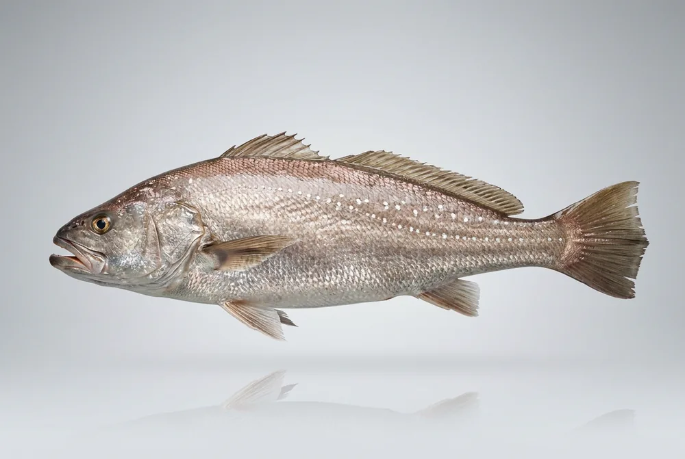 Mulloway