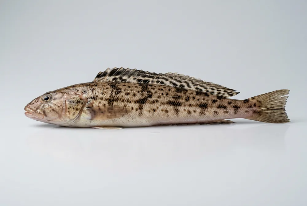 Namorado