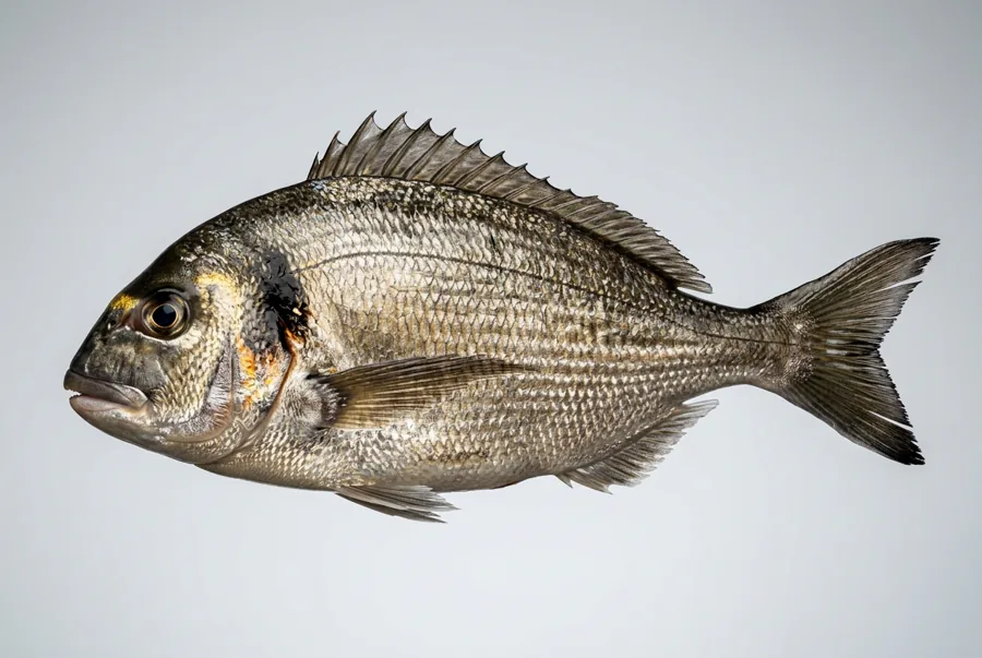 Orata