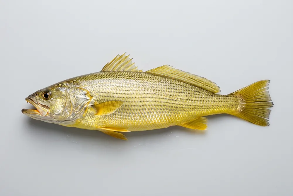 Pescada-amarela