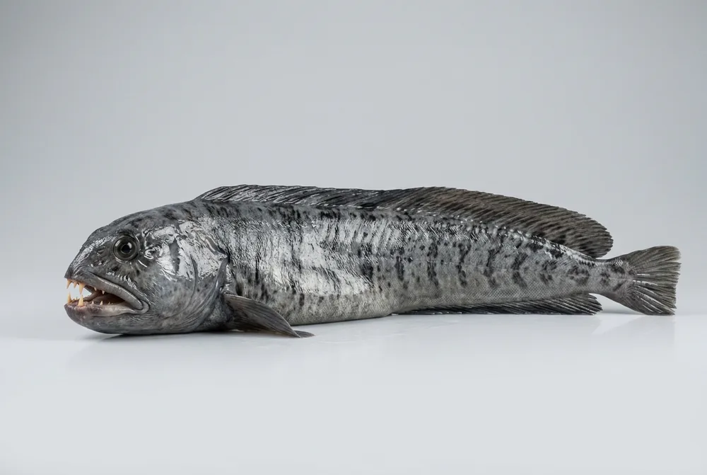 Pesce lupo