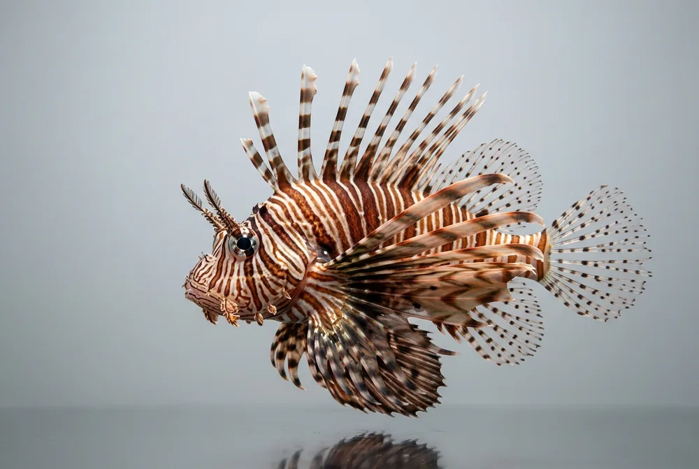 Pesce scorpione