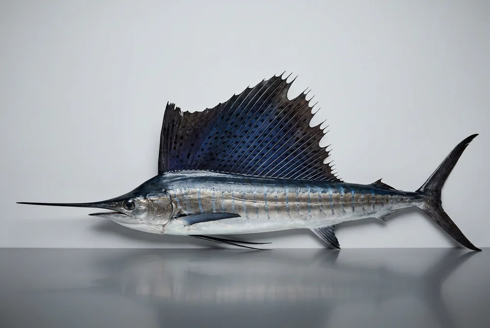 Pesce vela