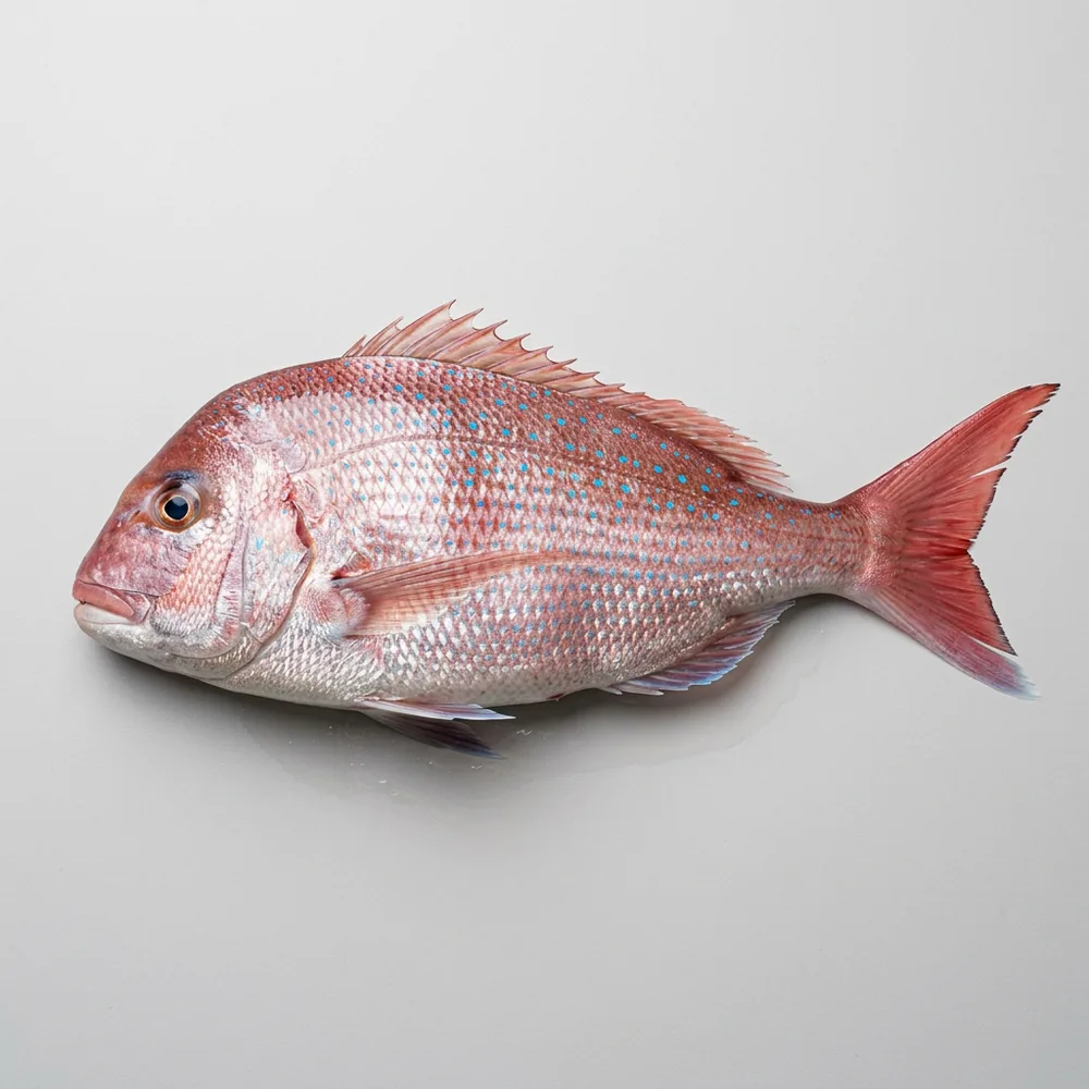 Snapper australiano