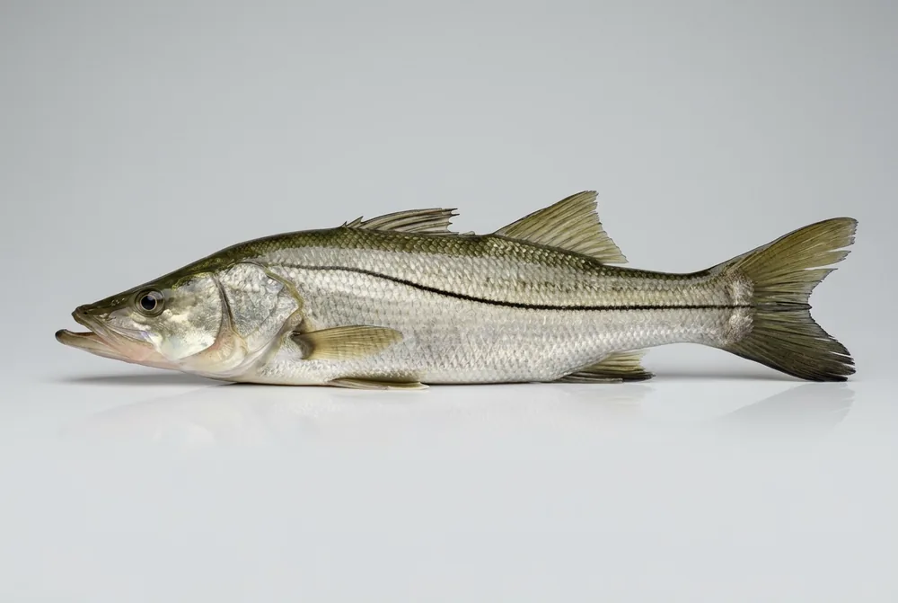 Snook
