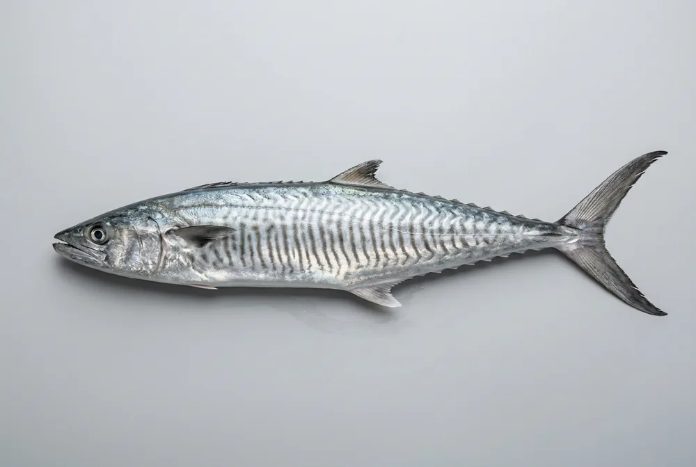 Sgombro reale indo-pacifico