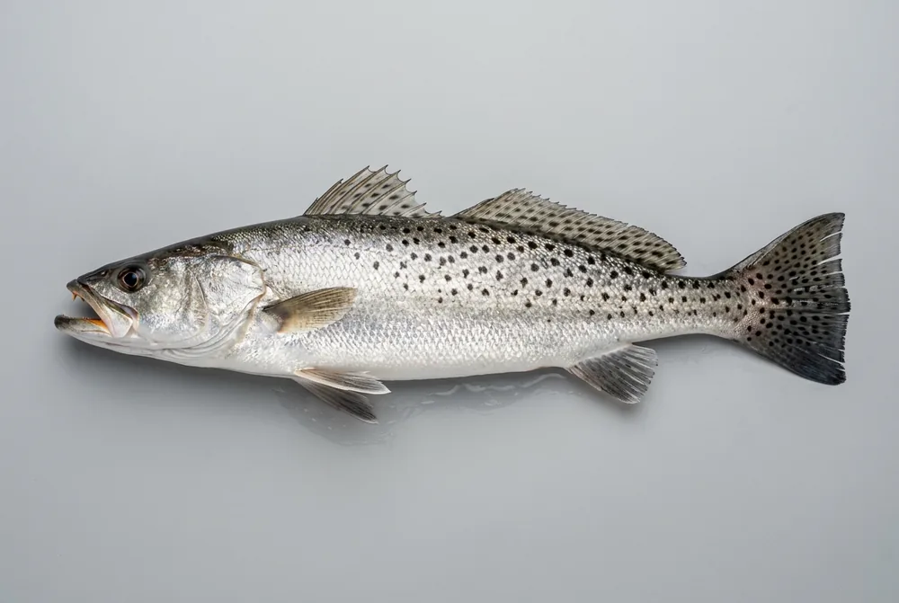 Trota di mare maculata
