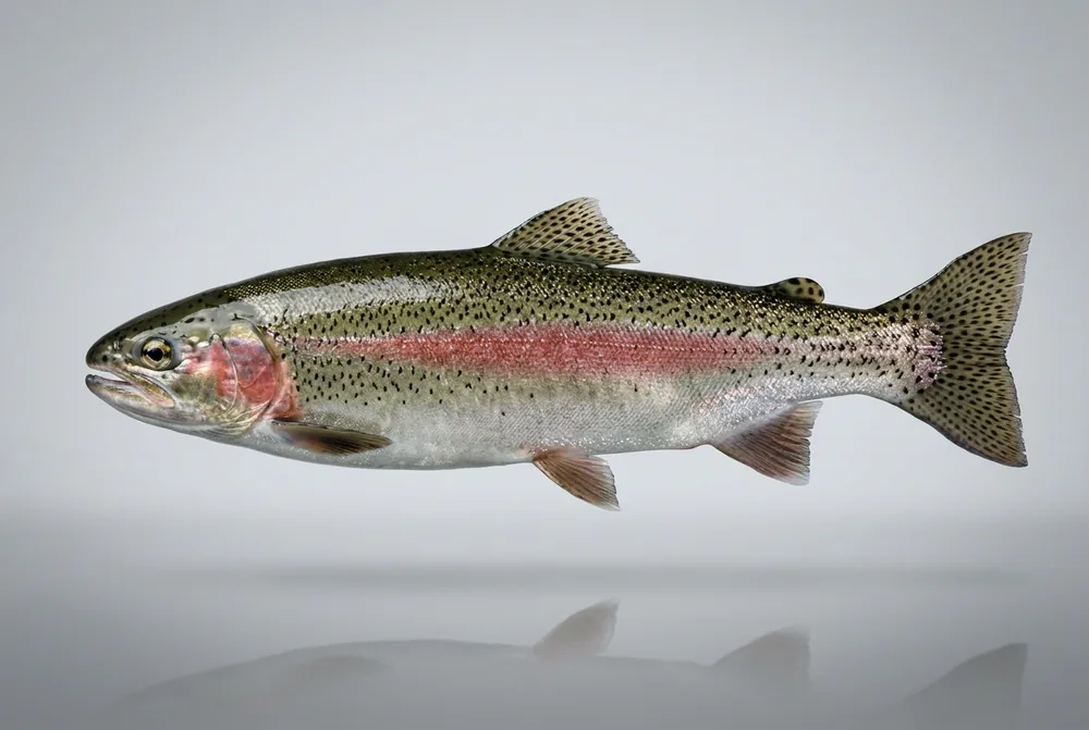 Steelhead