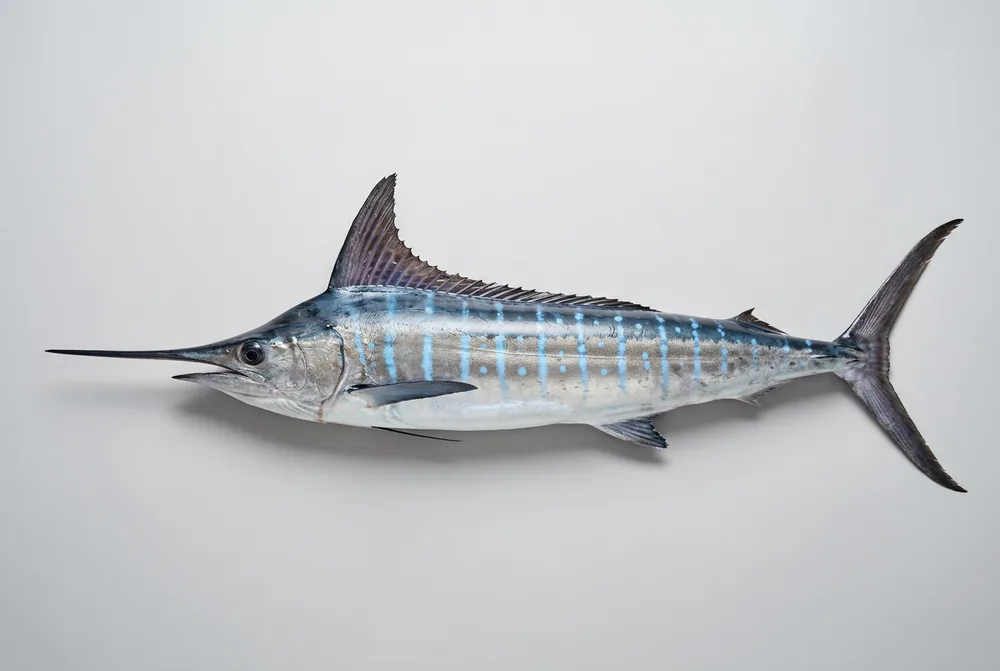 Marlin striato