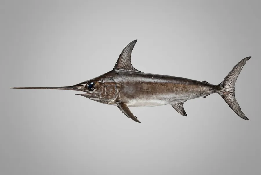 Pesce spada