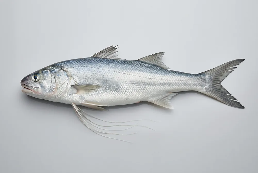 Salmone filamentoso